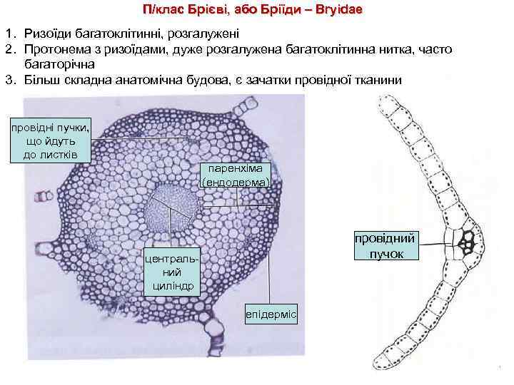 П/клас Брієві, або Бріїди – Bryidae 1. Ризоїди багатоклітинні, розгалужені 2. Протонема з ризоїдами,