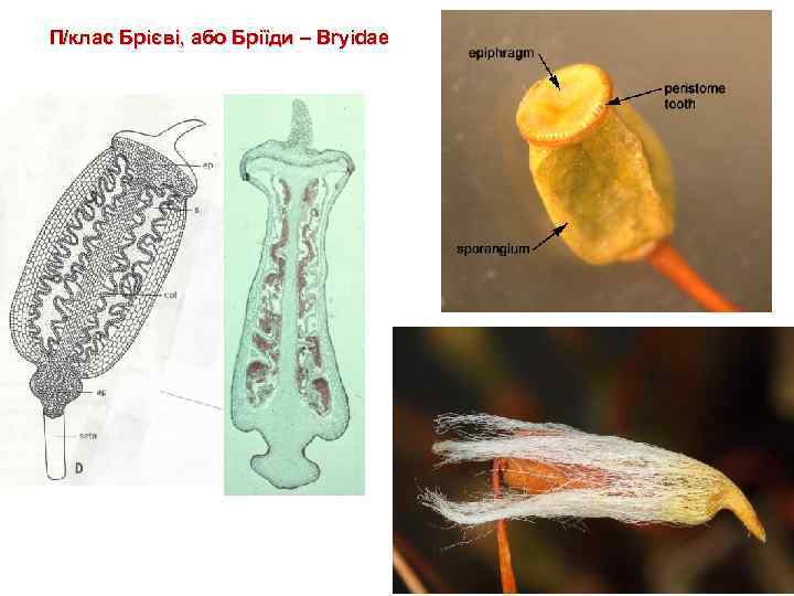 П/клас Брієві, або Бріїди – Bryidae 