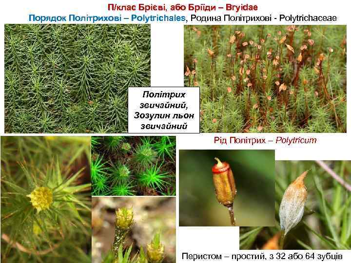 П/клас Брієві, або Бріїди – Bryidae Порядок Політрихові – Polytrichales, Родина Політрихові - Polytrichaceae