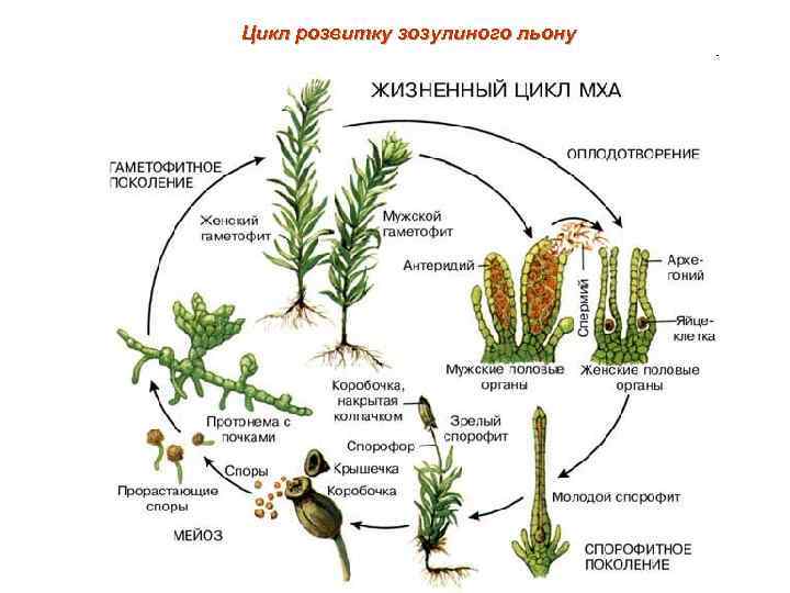 Цикл розвитку зозулиного льону 