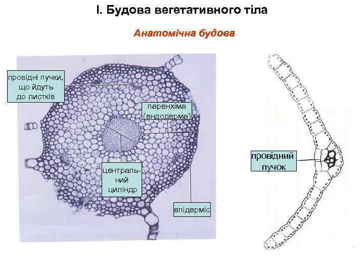 І. Будова вегетативного тіла Анатомічна будова провідні пучки, що йдуть до листків паренхіма (ендодерма)