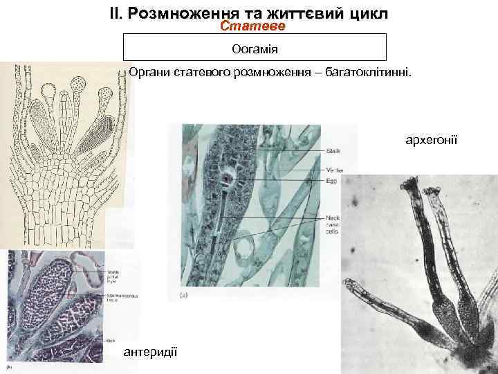 ІІ. Розмноження та життєвий цикл Статеве Оогамія Органи статевого розмноження – багатоклітинні. архегонії антеридії