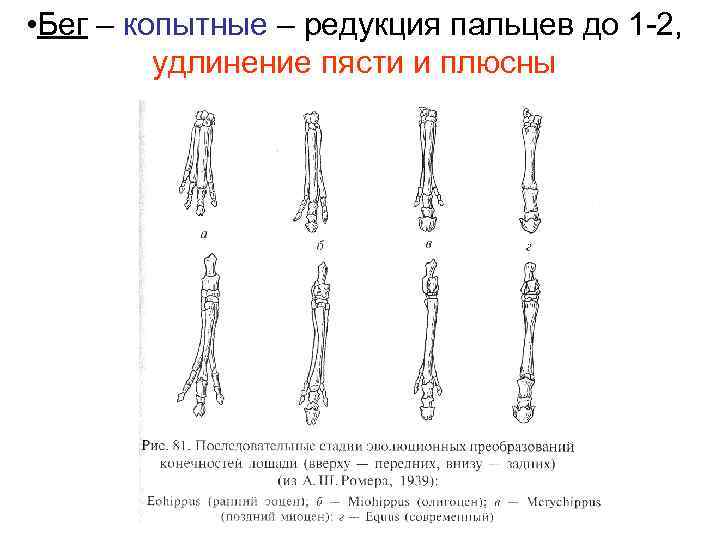  • Бег – копытные – редукция пальцев до 1 -2, удлинение пясти и