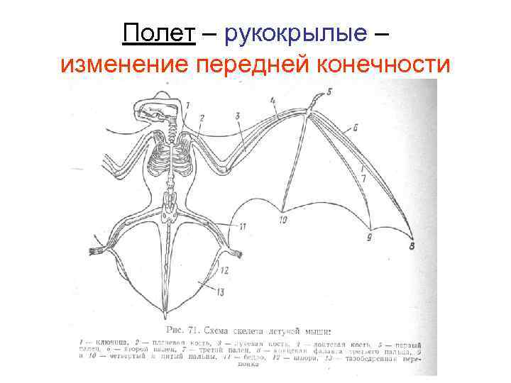 Полет – рукокрылые – изменение передней конечности 