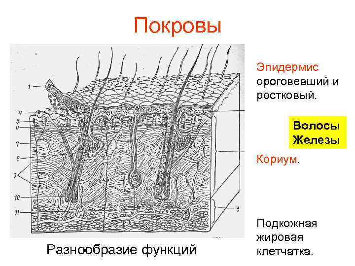 Покровы Эпидермис ороговевший и ростковый. Волосы Железы Кориум. Разнообразие функций Подкожная жировая клетчатка. 