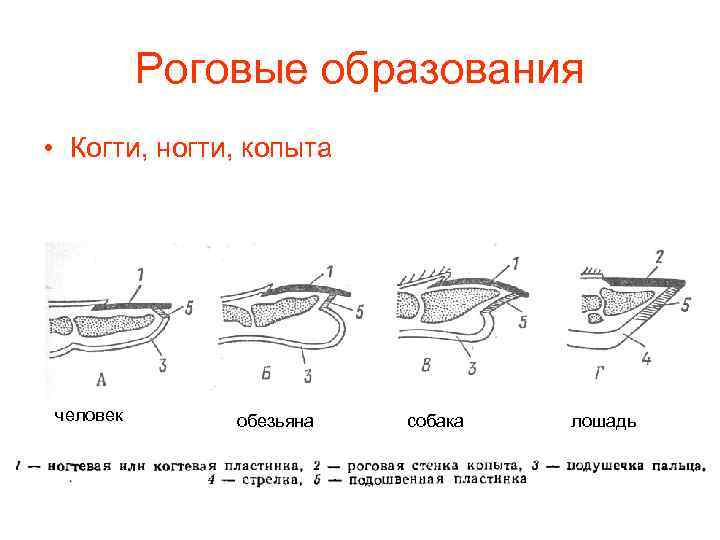 Роговые образования • Когти, ногти, копыта человек обезьяна собака лошадь 