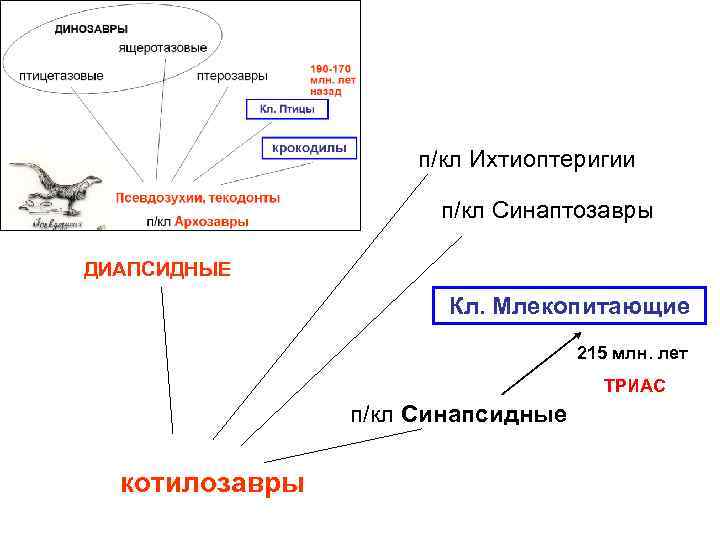 п/кл Ихтиоптеригии п/кл Синаптозавры ДИАПСИДНЫЕ Кл. Млекопитающие 215 млн. лет ТРИАС п/кл Синапсидные котилозавры