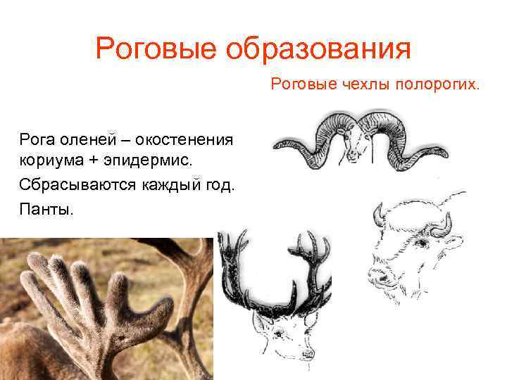 Роговые образования Роговые чехлы полорогих. Рога оленей – окостенения кориума + эпидермис. Сбрасываются каждый