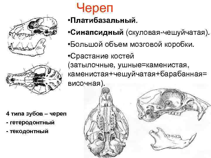 Череп • Платибазальный. • Синапсидный (скуловая-чешуйчатая). • Большой объем мозговой коробки. • Срастание костей