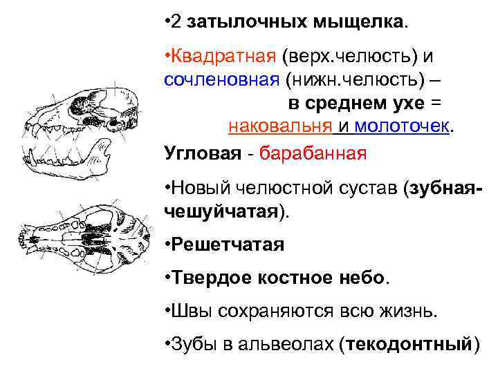  • 2 затылочных мыщелка. • Квадратная (верх. челюсть) и сочленовная (нижн. челюсть) –