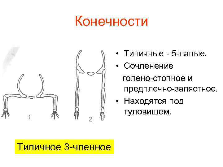 Конечности • Типичные - 5 -палые. • Сочленение голено-стопное и предплечно-запястное. • Находятся под