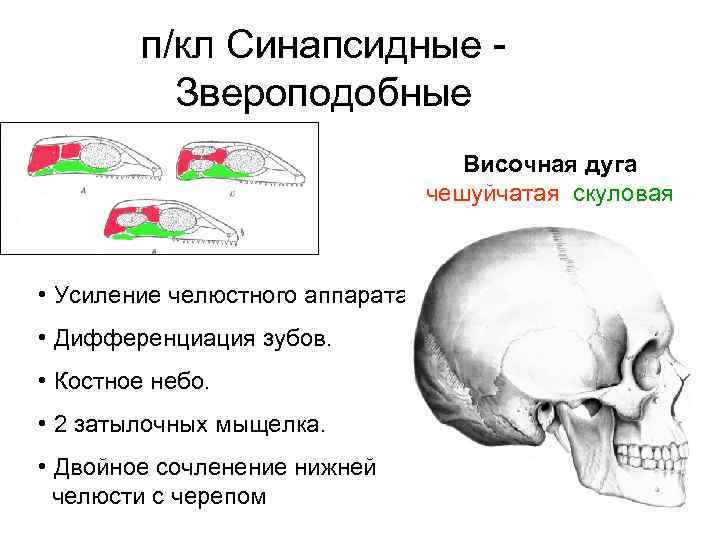 п/кл Синапсидные - Звероподобные Височная дуга чешуйчатая скуловая • Усиление челюстного аппарата. • Дифференциация