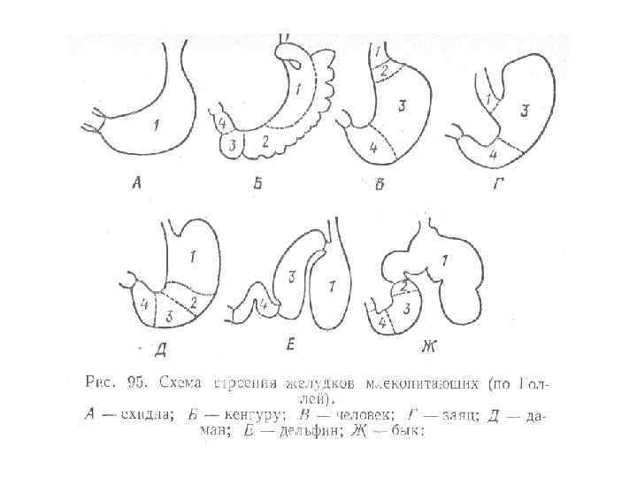 Схема строения желудка