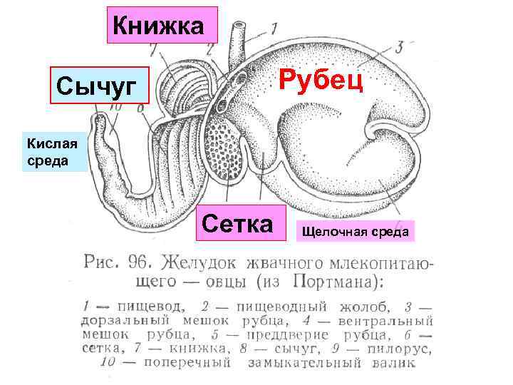 Книжка Рубец Сычуг Кислая среда Сетка Щелочная среда 