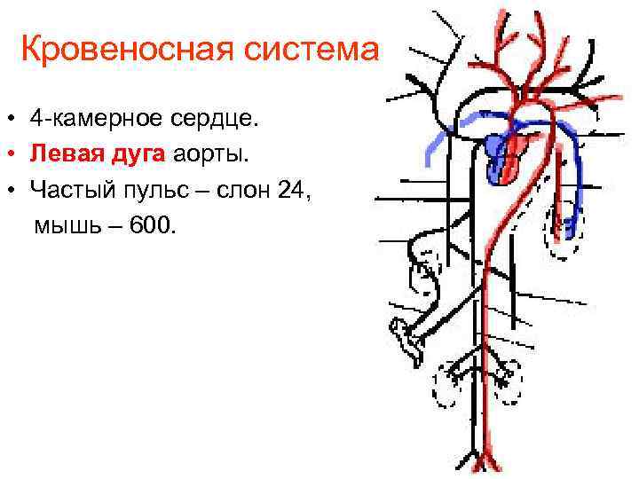 Кровеносная система • 4 -камерное сердце. • Левая дуга аорты. • Частый пульс –