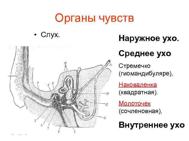 Органы чувств • Слух. Наружное ухо. Среднее ухо Стремечко (гиомандибуляре), Наковаленка (квадратная). Молоточек (сочленовная),