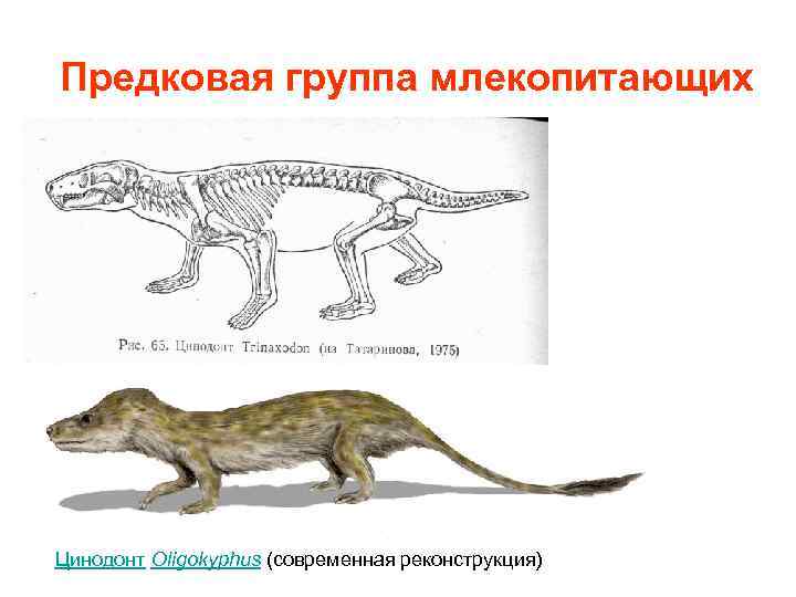 Предковая группа млекопитающих Цинодонт Oligokyphus (современная реконструкция) 