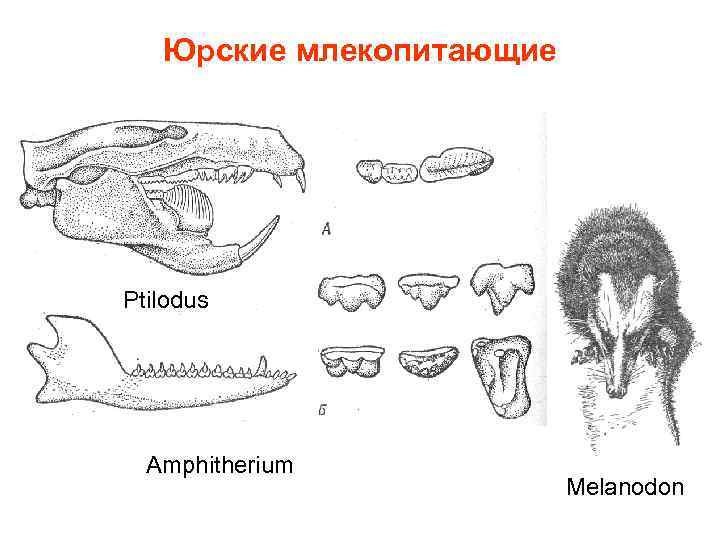 Юрские млекопитающие Ptilodus Amphitherium Melanodon 