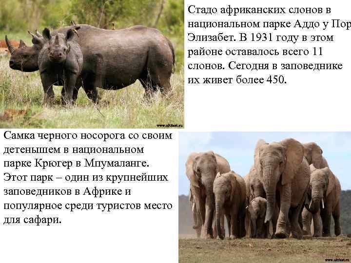 Стадо африканских слонов в национальном парке Аддо у Пор Элизабет. В 1931 году в