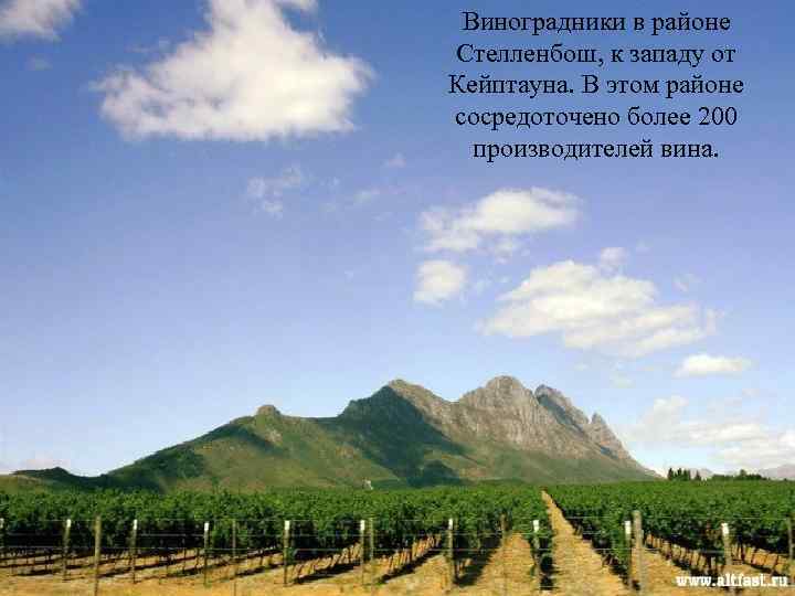 Виноградники в районе Стелленбош, к западу от Кейптауна. В этом районе сосредоточено более 200