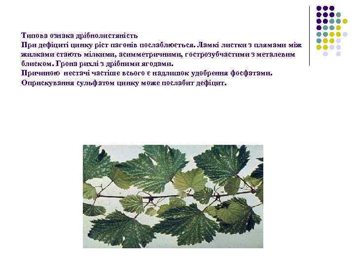 Типова ознака дрібнолистяність При дефіциті цинку ріст пагонів послаблюється. Ламкі листки з плямами між