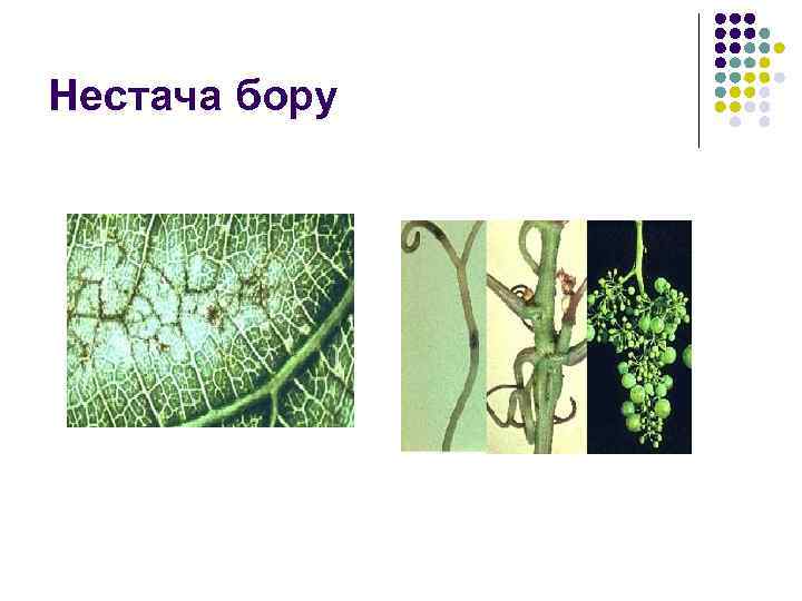 Нестача бору 