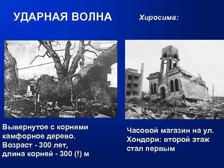 УДАРНАЯ ВОЛНА Вывернутое с корнями камфорное дерево. Возраст - 300 лет, длина корней -