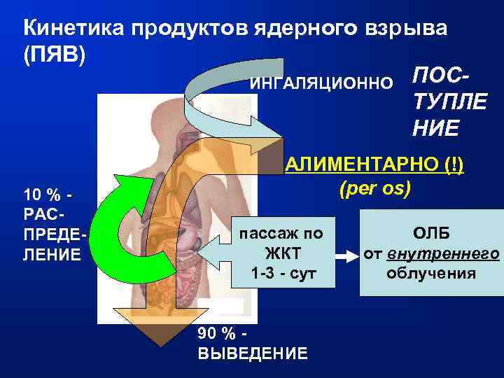 Кинетика продуктов ядерного взрыва (ПЯВ) ИНГАЛЯЦИОННО ПОСТУПЛЕ НИЕ 10 % - РАСПРЕДЕЛЕНИЕ АЛИМЕНТАРНО (!)
