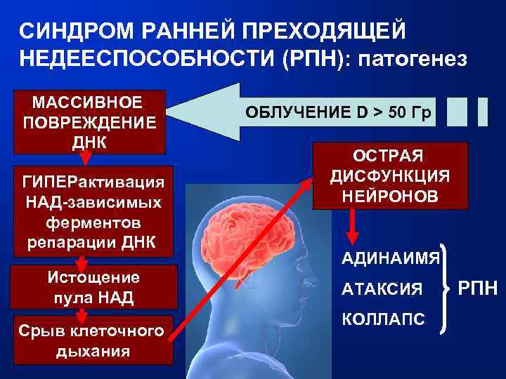 СИНДРОМ РАННЕЙ ПРЕХОДЯЩЕЙ НЕДЕЕСПОСОБНОСТИ (РПН): патогенез МАССИВНОЕ ПОВРЕЖДЕНИЕ ДНК ГИПЕРактивация НАД-зависимых ферментов репарации ДНК