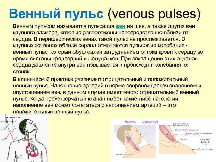Венный пульс (venous pulses) Венным пульсом называется пульсация вен на шее, а также других