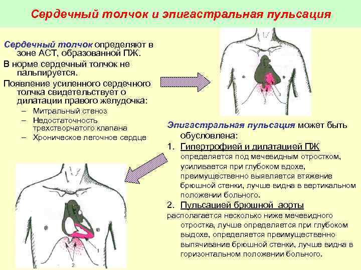 Сердечный толчок у животных