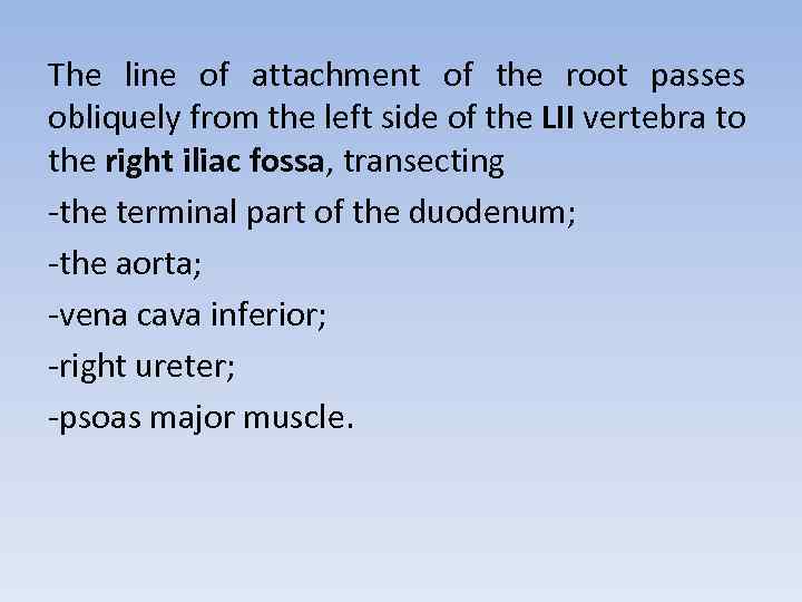 The line of attachment of the root passes obliquely from the left side of