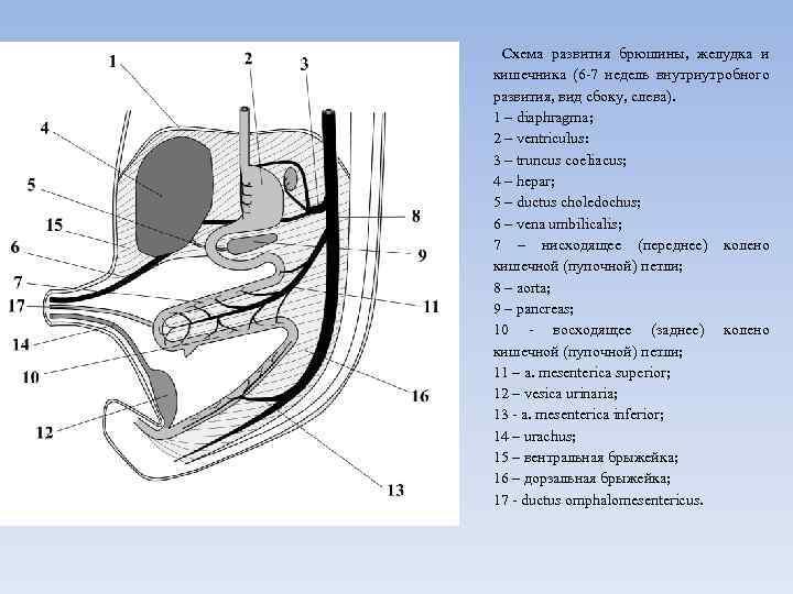 Ход брюшины рисунок