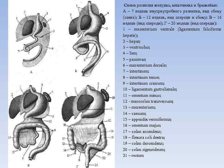 Схема развития желудка, кишечника и брыжейки: А – 7 недель внутриутробного развития, вид