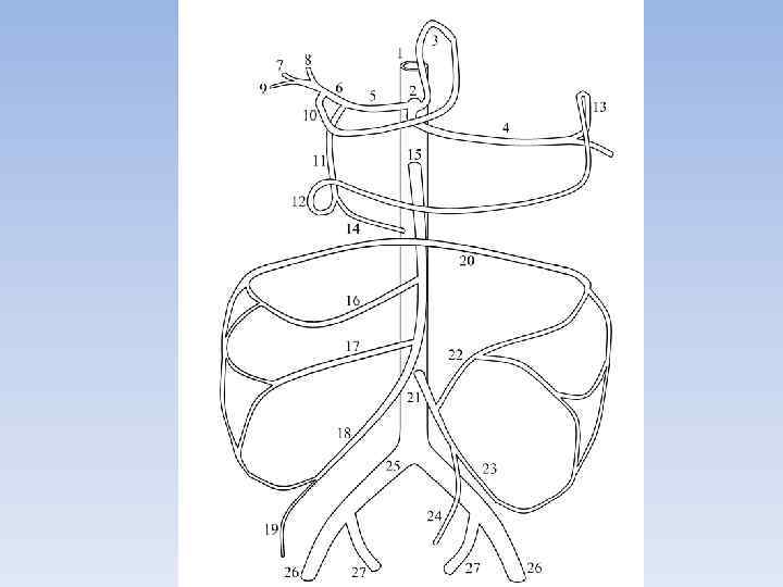 Ветви аорты схема