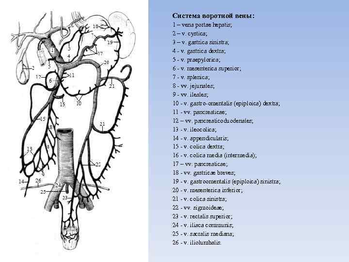 Система воротной вены: 1 – vena portae hepatis; 2 – v. cystica; 3 –