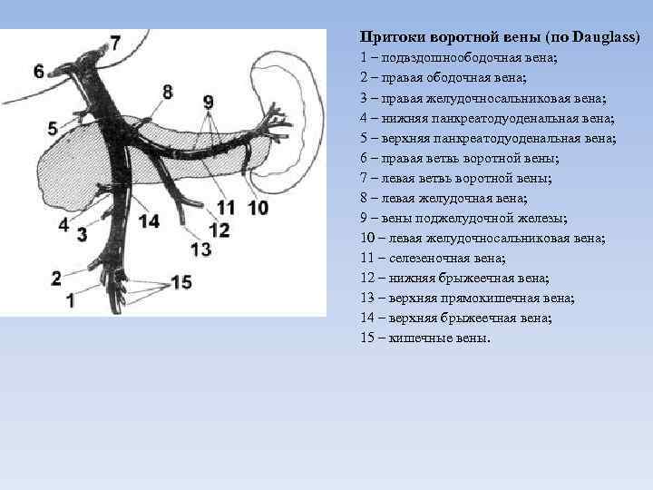 Притоки воротной вены (по Dauglass) 1 – подвздошноободочная вена; 2 – правая ободочная вена;