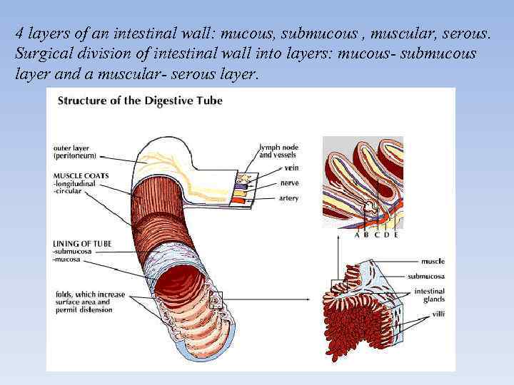 4 layers of an intestinal wall: mucous, submucous , muscular, serous. Surgical division of