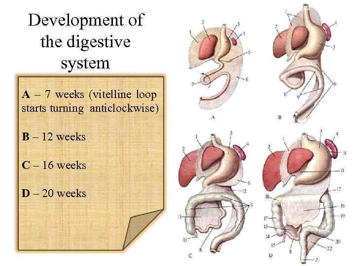 Development of the digestive system A – 7 weeks (vitelline loop starts turning anticlockwise)