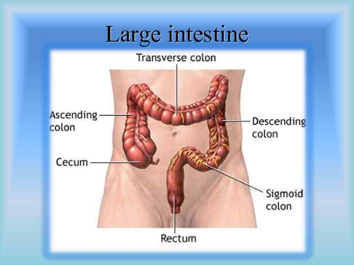 Large intestine 