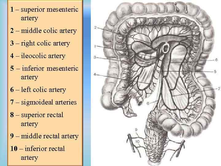 1 – superior mesenteric artery 2 – middle colic artery 3 – right colic