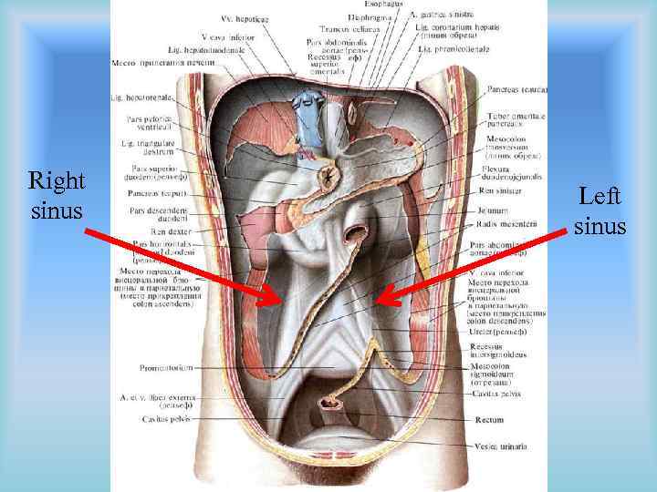 Right sinus Left sinus 