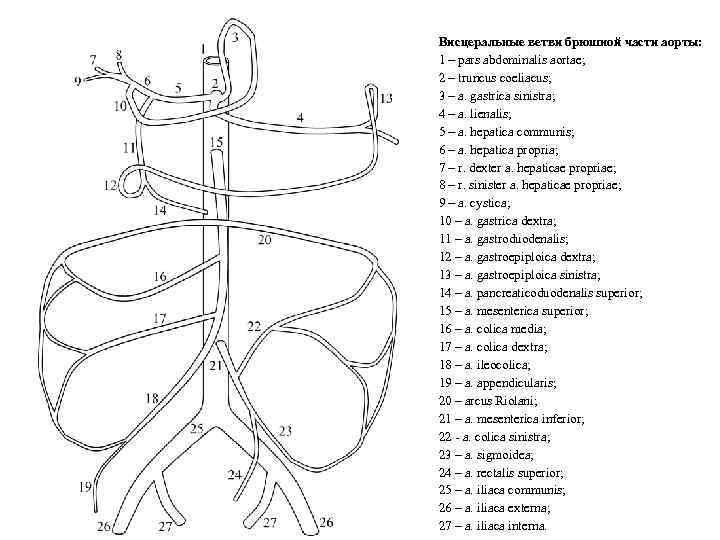 Висцеральные ветви брюшной части аорты: 1 – pars abdominalis aortae; 2 – truncus coeliacus;