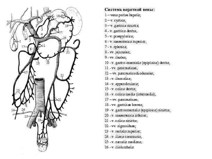 Система воротной вены: 1 – vena portae hepatis; 2 – v. cystica; 3 –