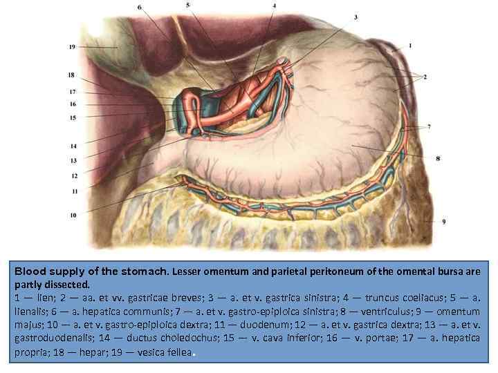 Blood supply of the stomach. Lesser omentum and parietal peritoneum of the omental bursa