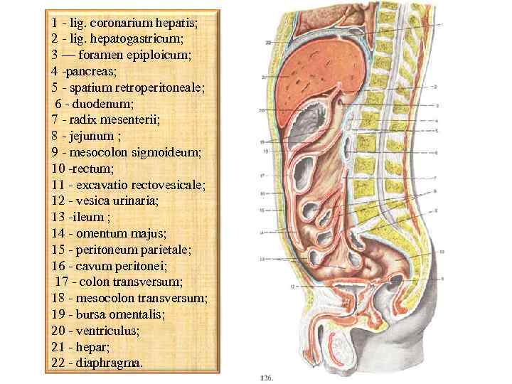 1 - lig. coronarium hepatis; 2 - lig. hepatogastricum; 3 — foramen epiploicum; 4