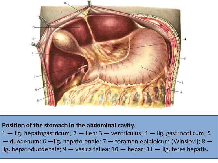 Position of the stomach in the abdominal cavity. 1 — lig. hepatogastricum; 2 —