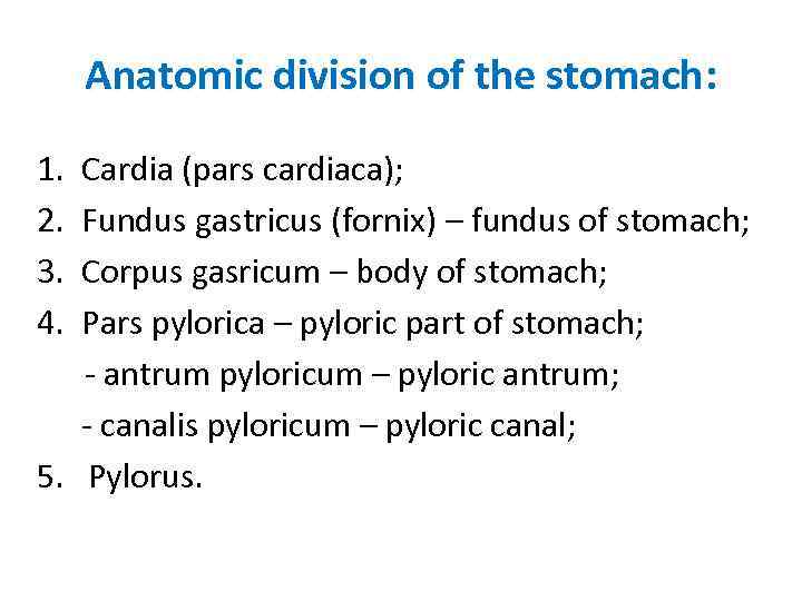 Anatomic division of the stomach: 1. Cardia (pars cardiaca); 2. Fundus gastricus (fornix) –