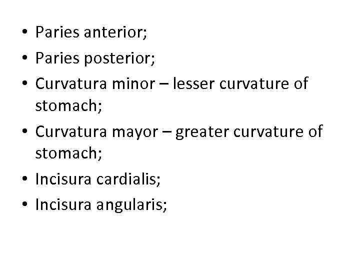  • Paries anterior; • Paries posterior; • Curvatura minor – lesser curvature of