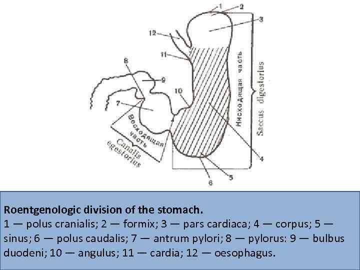 Roentgenologic division of the stomach. 1 — polus cranialis; 2 — formix; 3 —